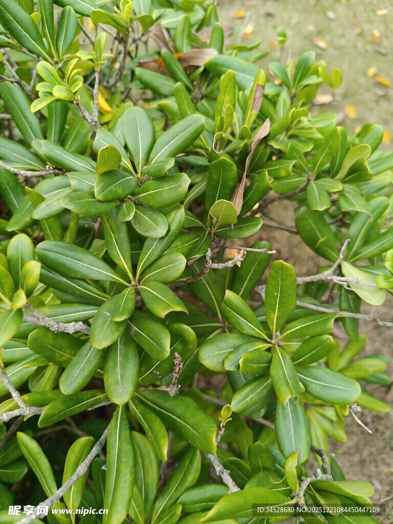 绿叶繁茂的绿色植物