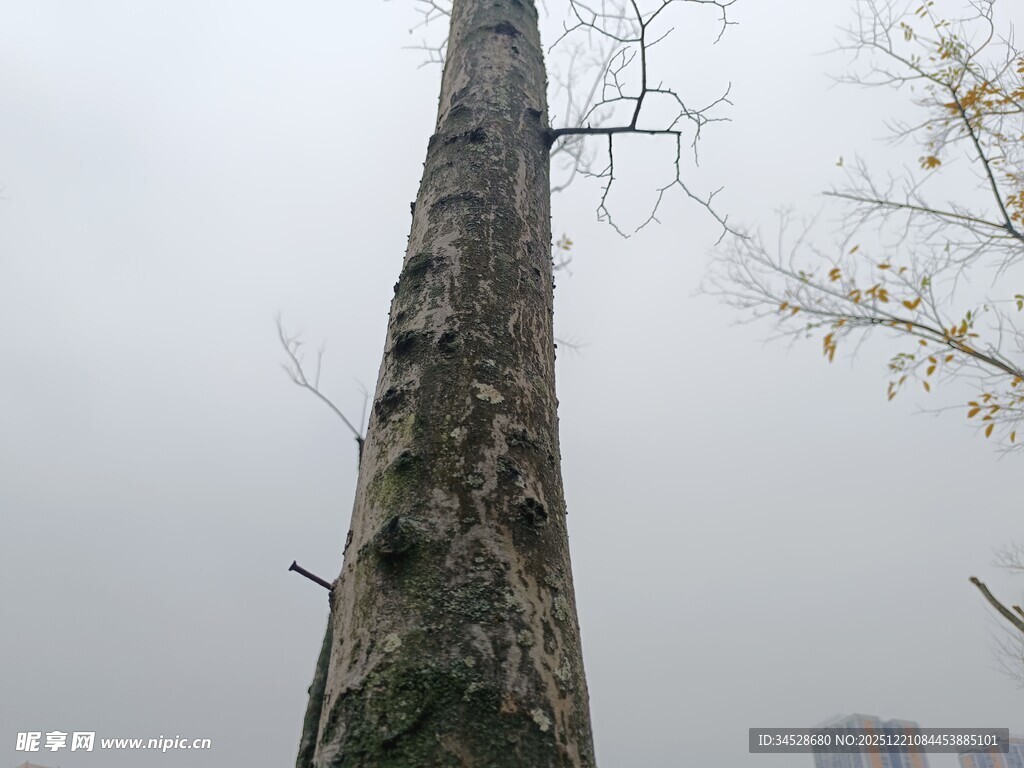 高耸光秃树干