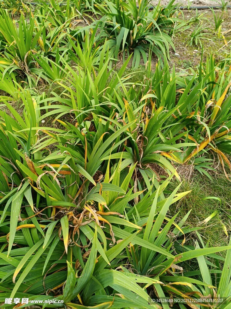 翠绿植物展现自然生机