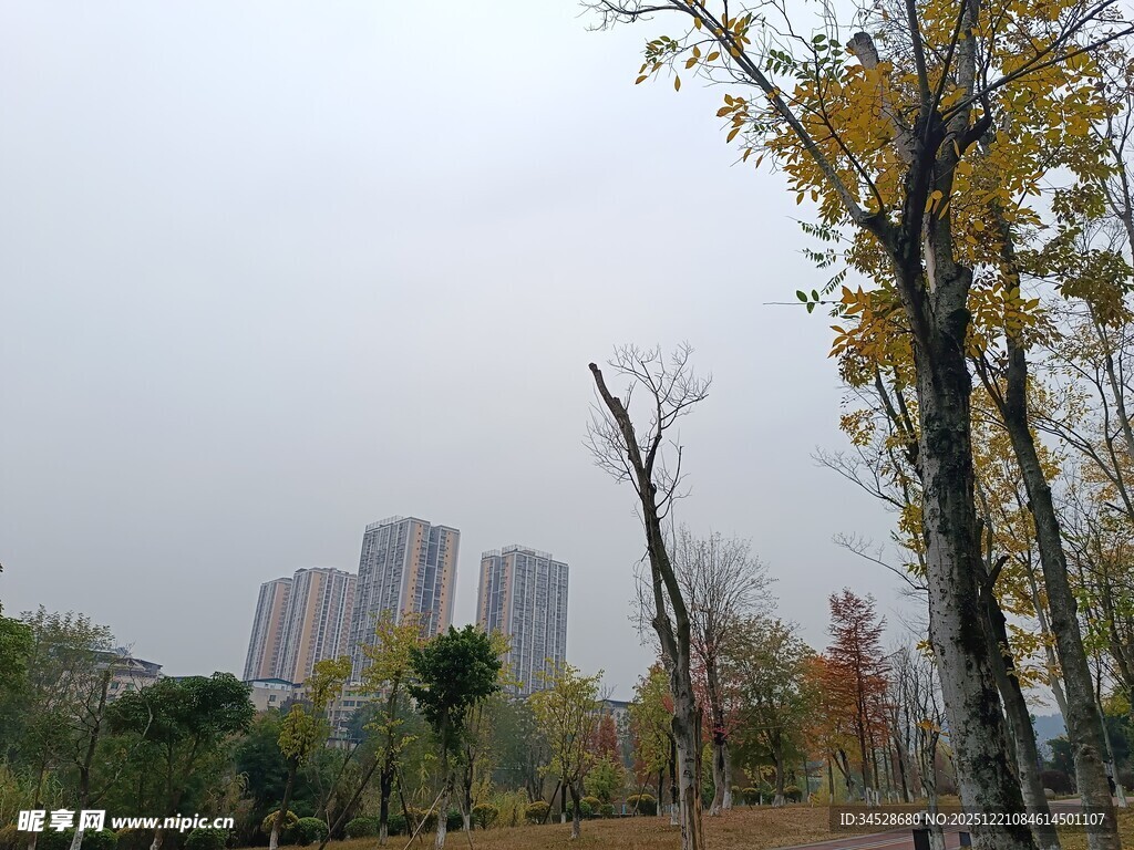 秋日城郊树木与高楼景致