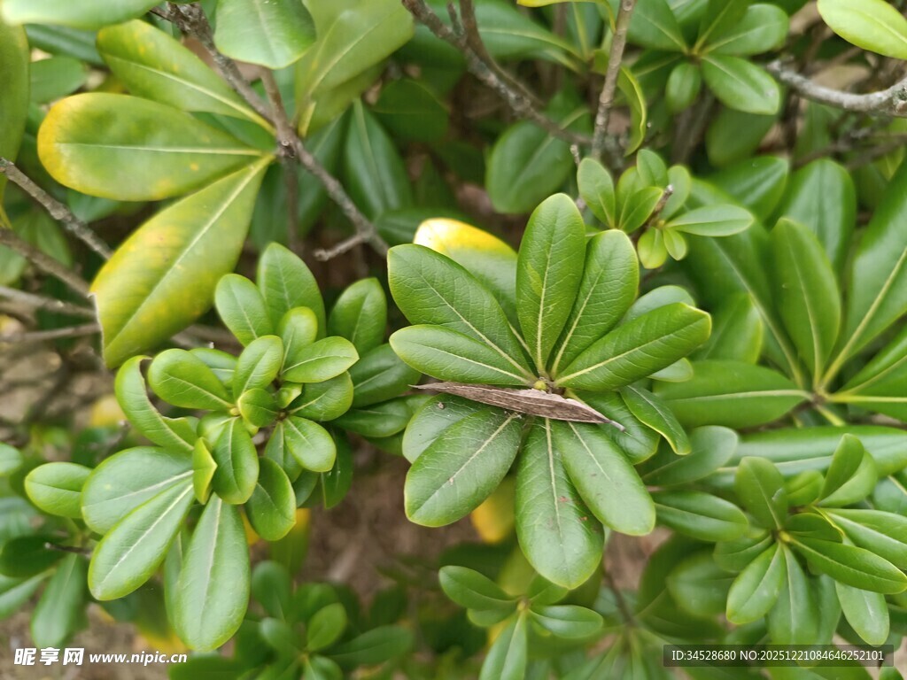 翠绿海桐枝叶特写