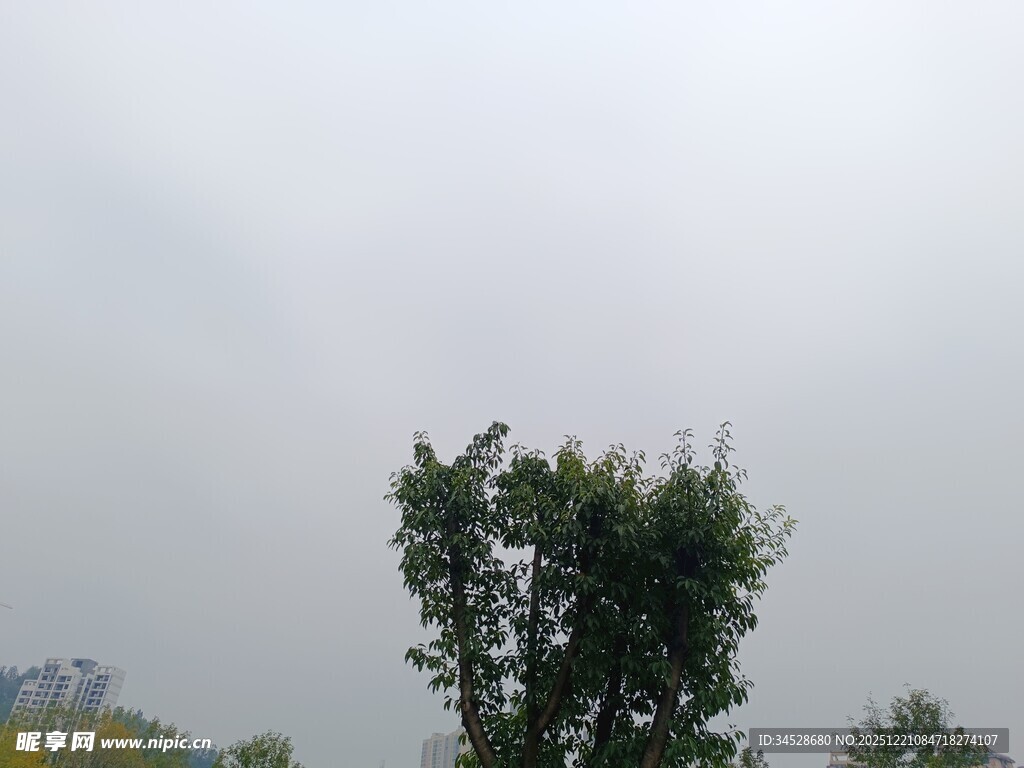 天空下的两棵绿树