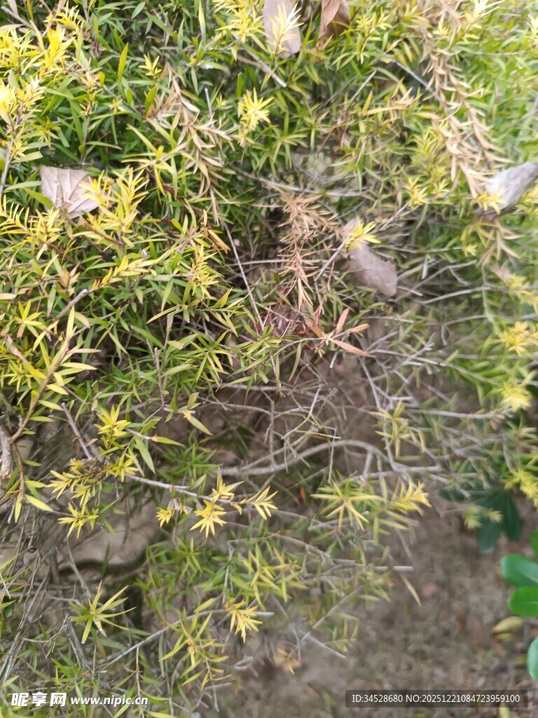 地面丛生的绿色植物