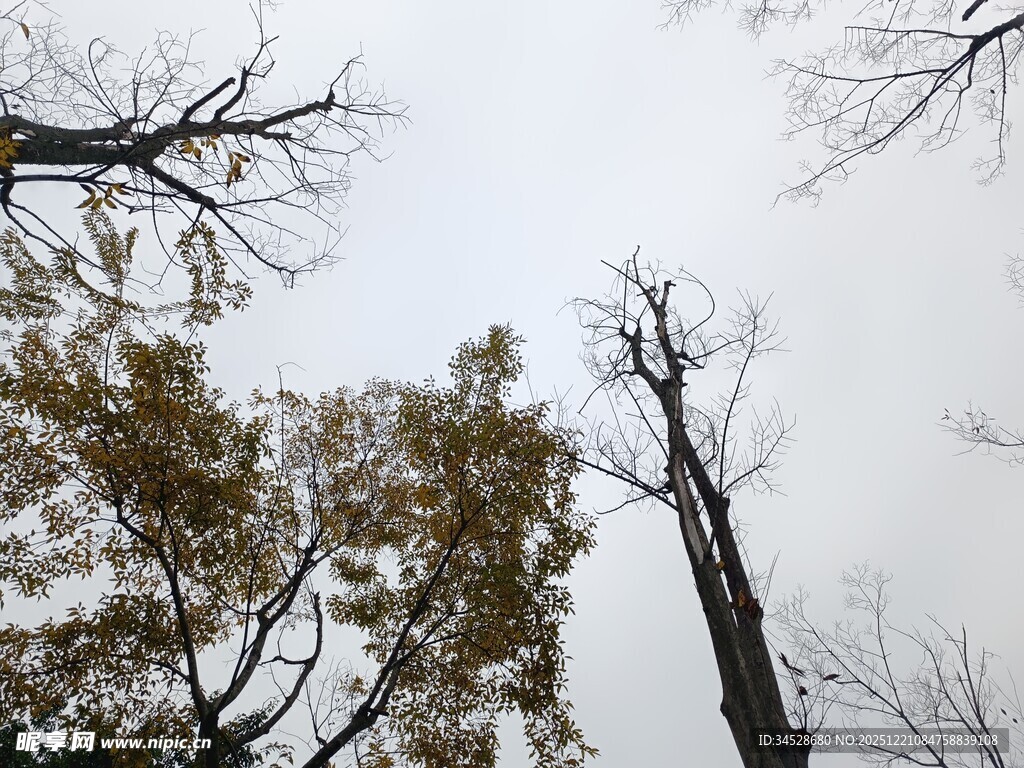 枯树与绿树的天空景象
