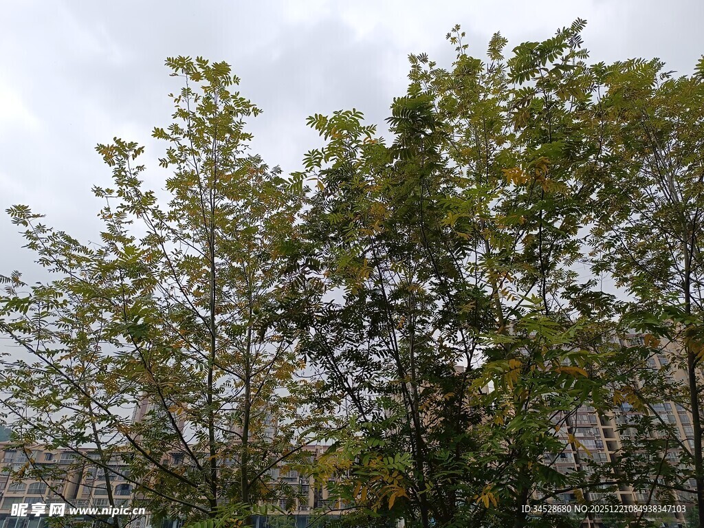 户外绿树成荫的景象