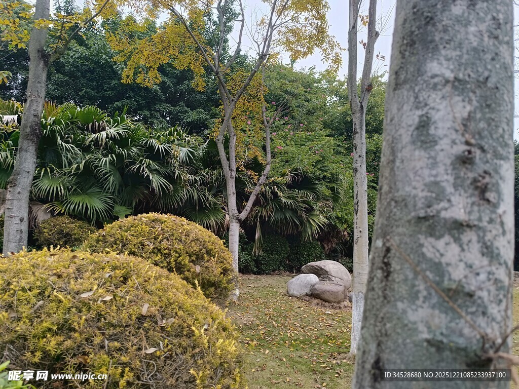 园林景观中的绿植与石头