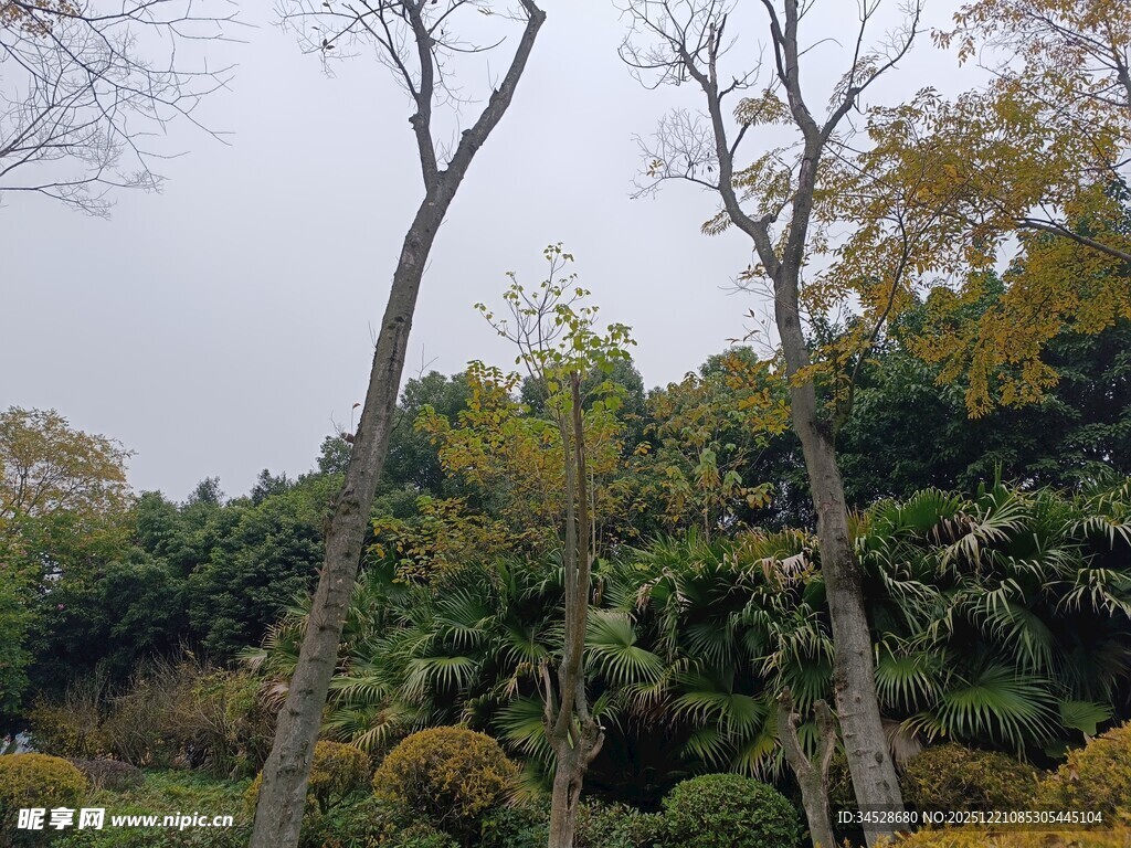冬日园林枯树与绿植景观
