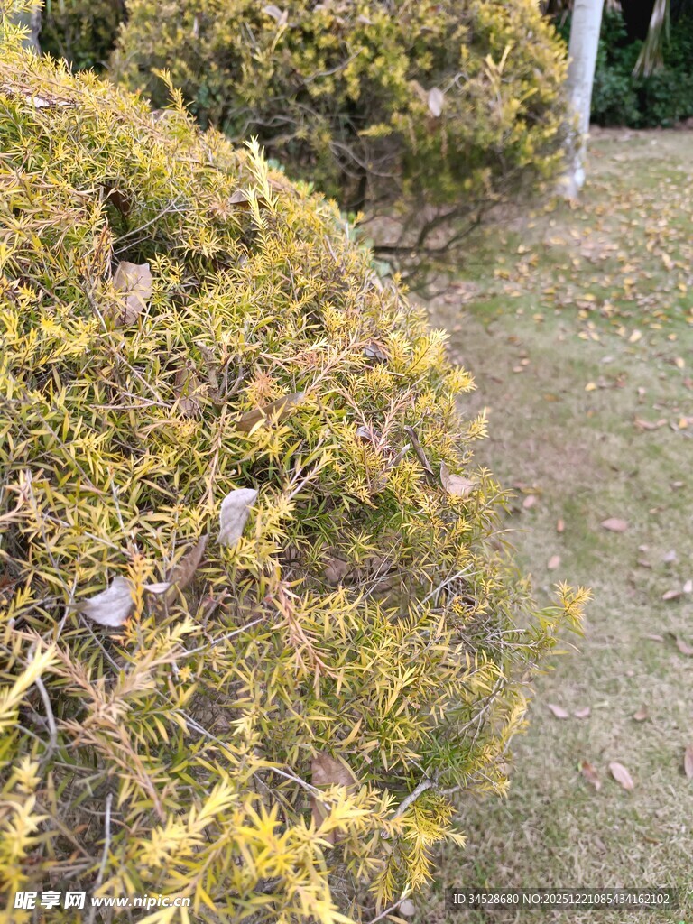 金黄灌木丛景观