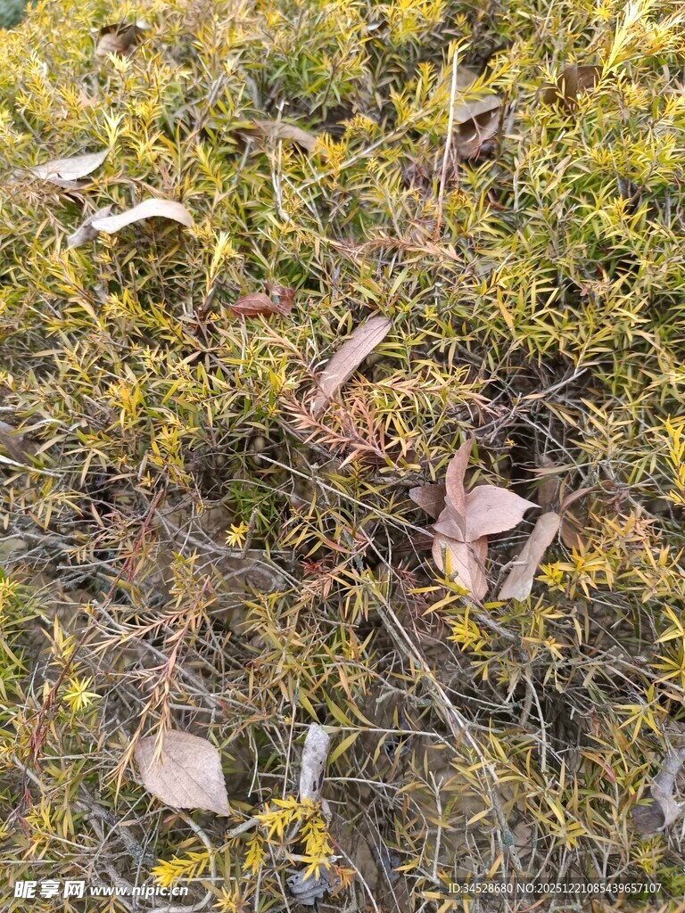 地面上的枯叶与苔藓