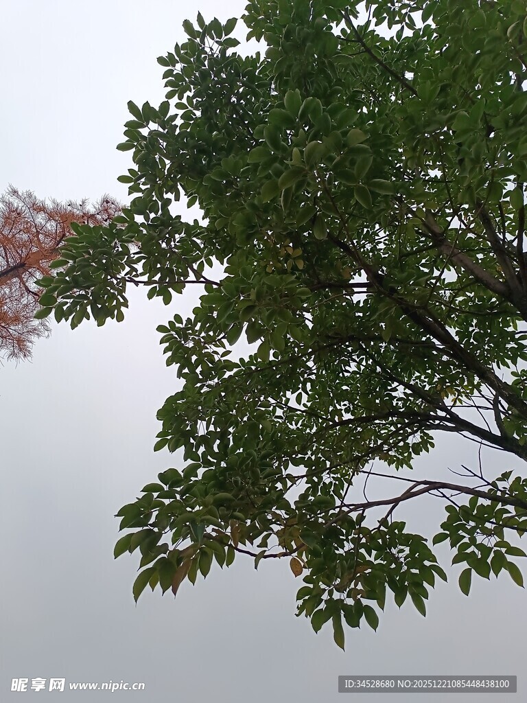 绿叶繁茂的树梢