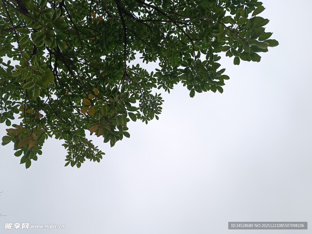 仰视枝叶繁茂的绿树