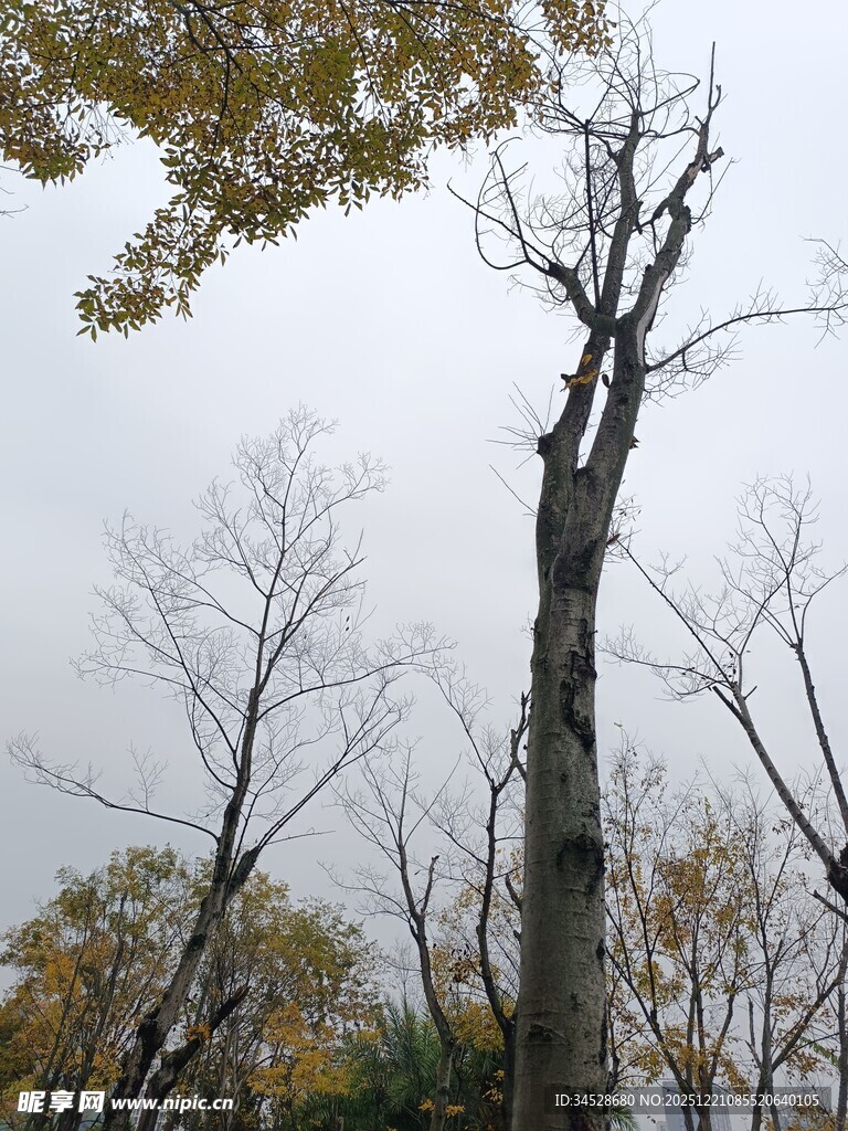 秋日枯树景象