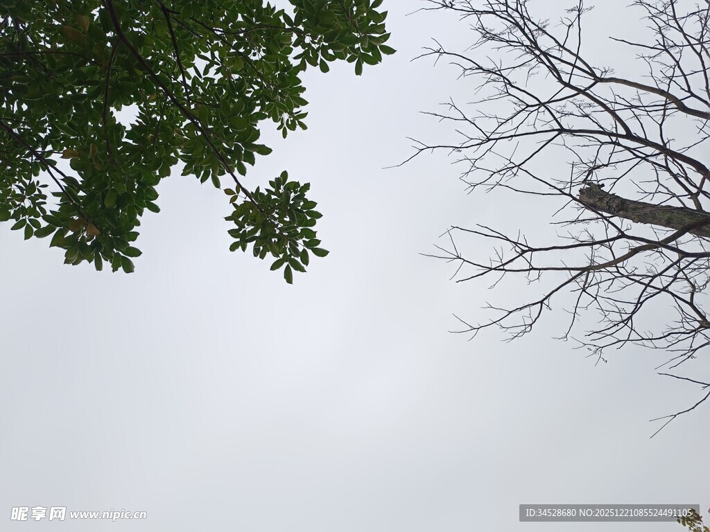 仰视树冠与光秃树枝