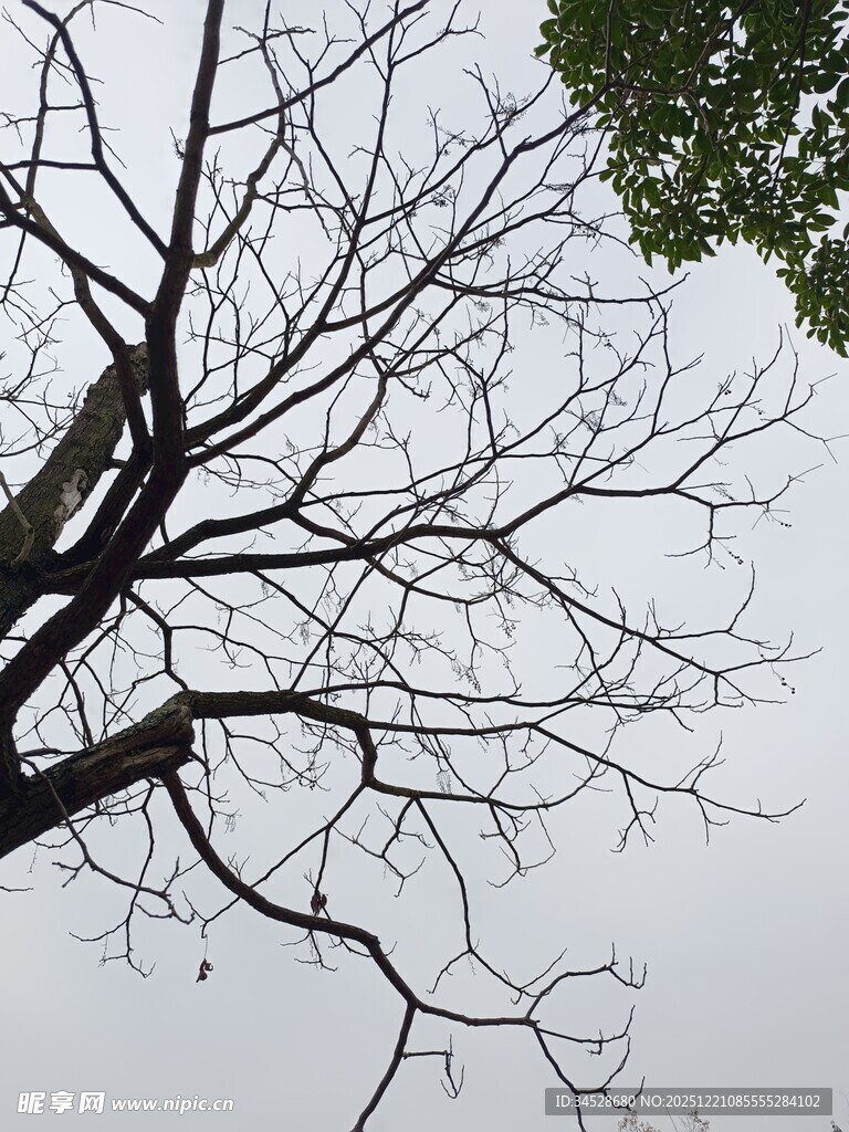 枯树枝干与上方绿叶