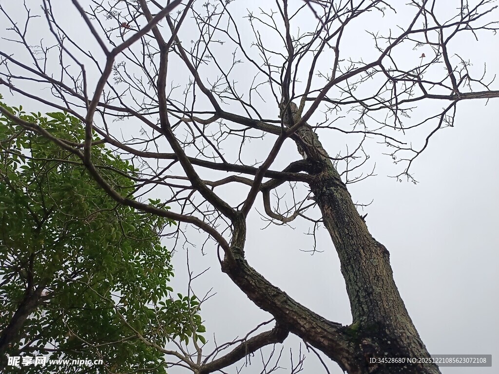 枯树与绿树对比景象