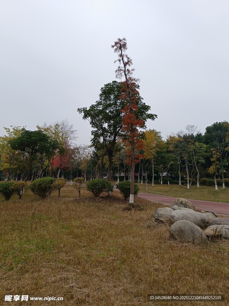 秋日公园中的多彩树木