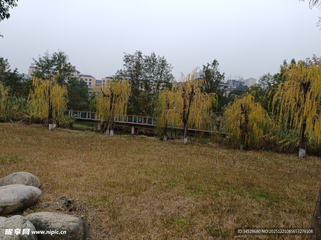 秋日草地旁的多彩树林