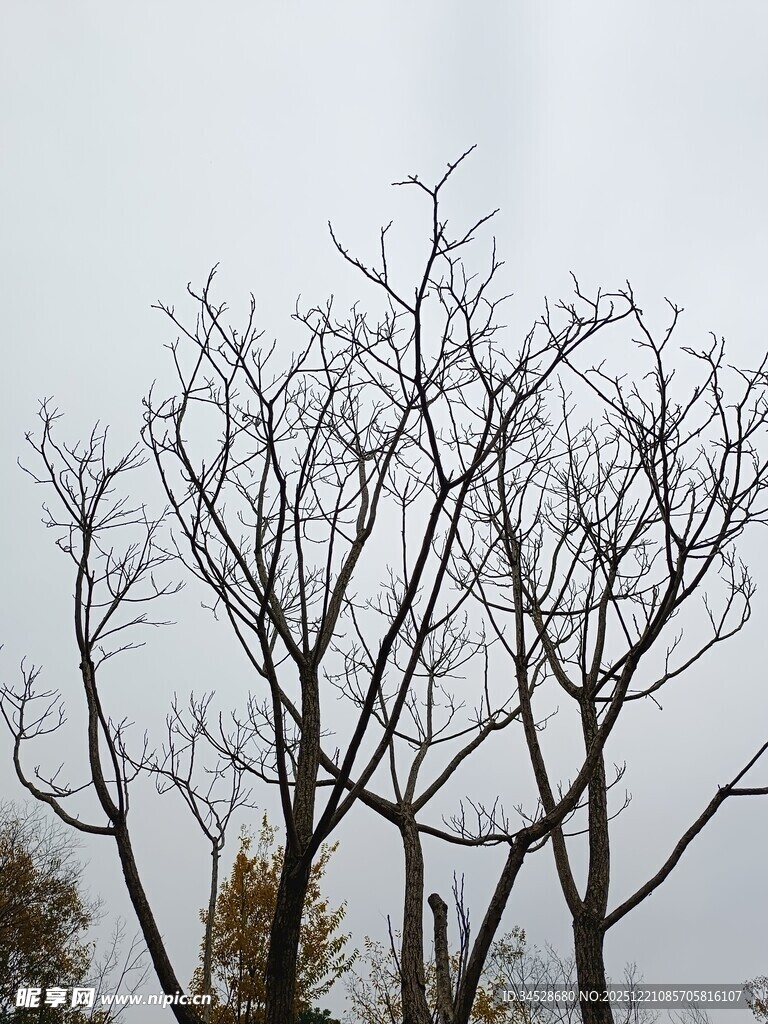 冬日光秃树木景象