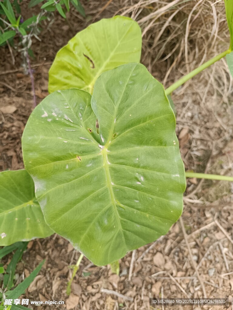 大叶片的绿色植物