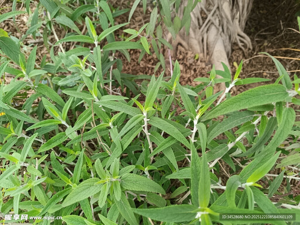 翠绿草丛中的清新植物