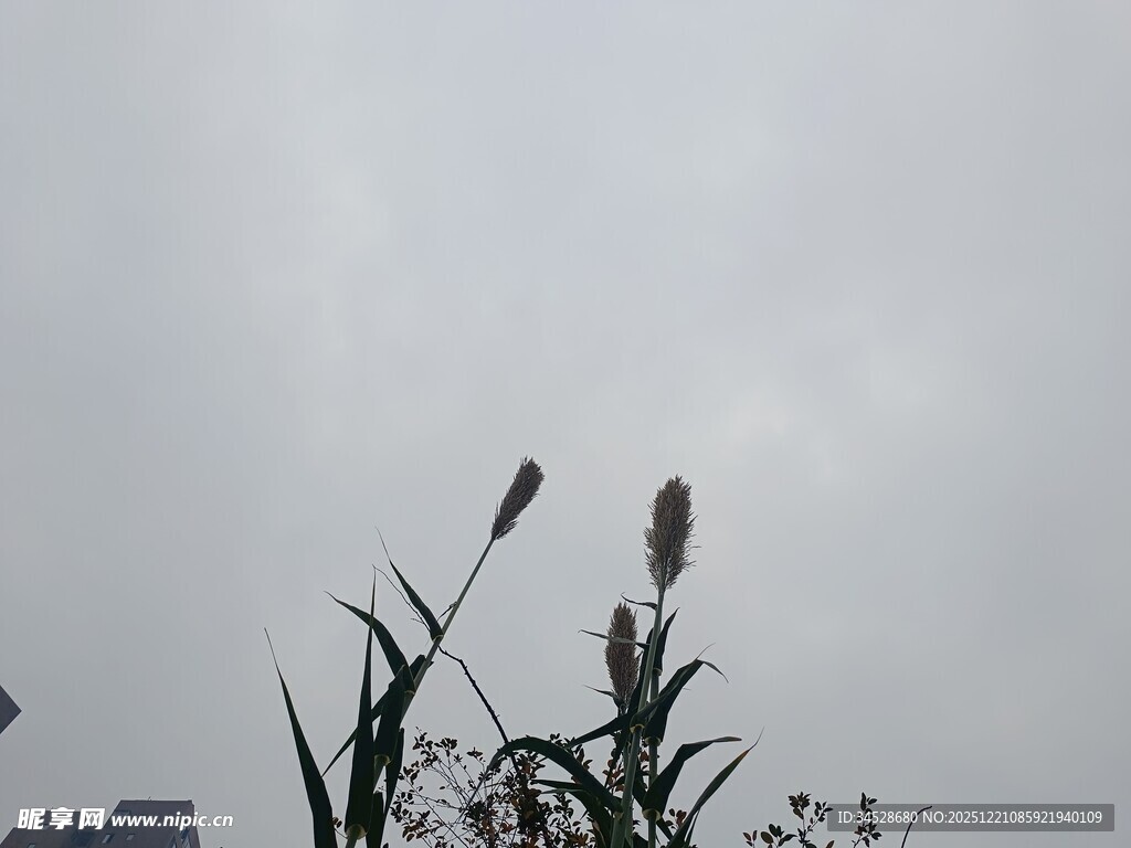 天空下的植物剪影