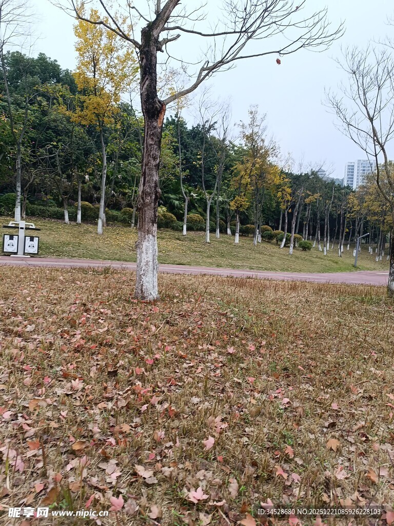 秋日公园落叶景致