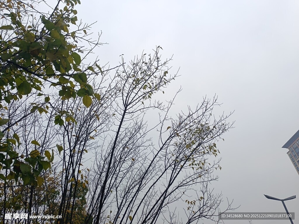 雾中枯树与绿植景观