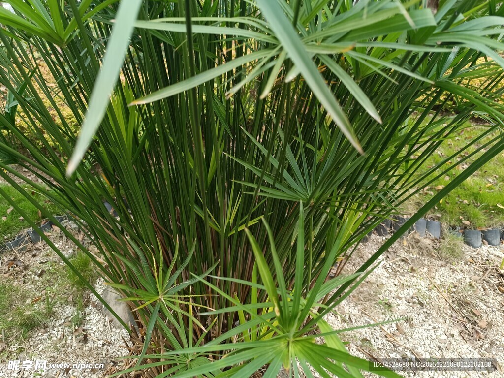 翠绿丛生的细长叶片植物