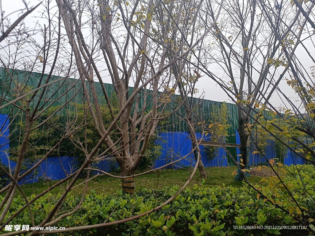 雨中光秃树木与绿植景观