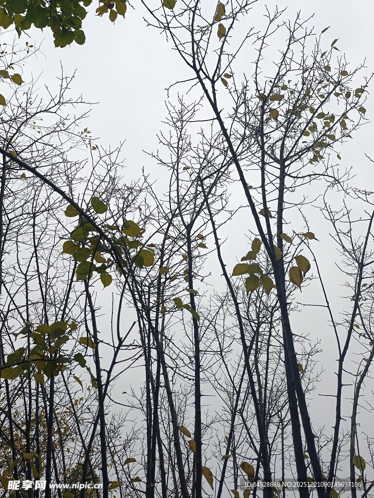 秋日枯树林景象