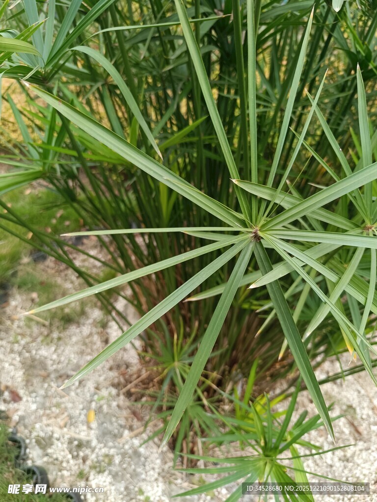 水边生长的绿色旱伞草
