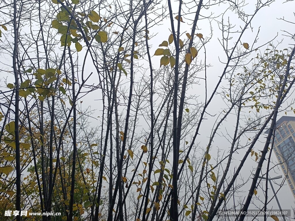 雾中萧瑟树木景象