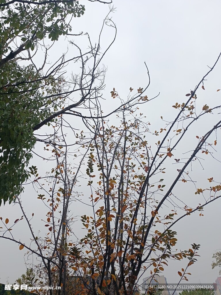 冬日萧瑟树枝景象