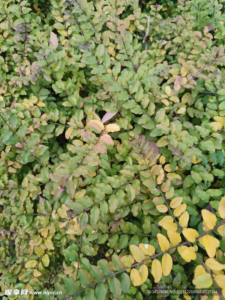 绿叶丛中的多彩叶片