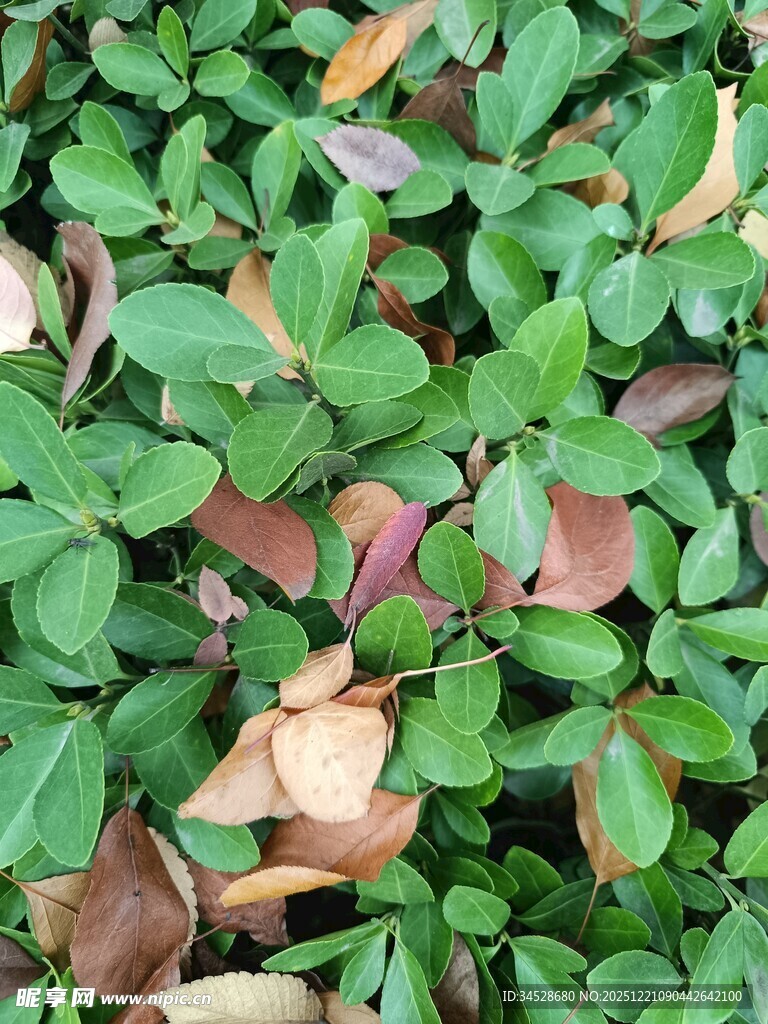 绿叶与枯叶交织的景致