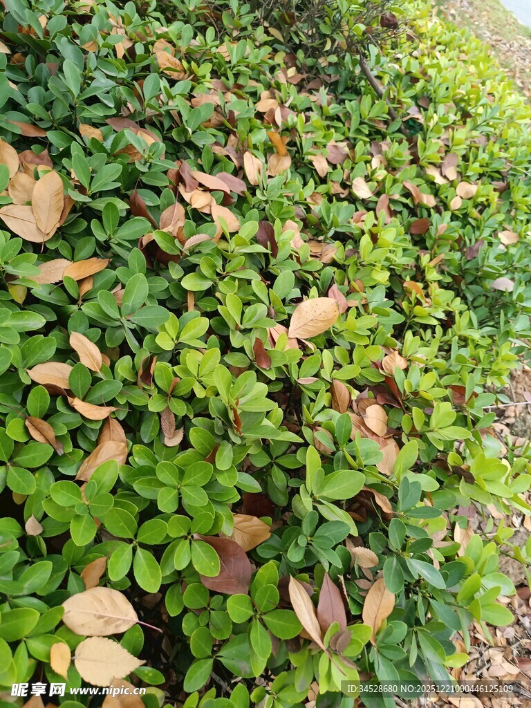 绿叶间夹杂枯黄叶片景象