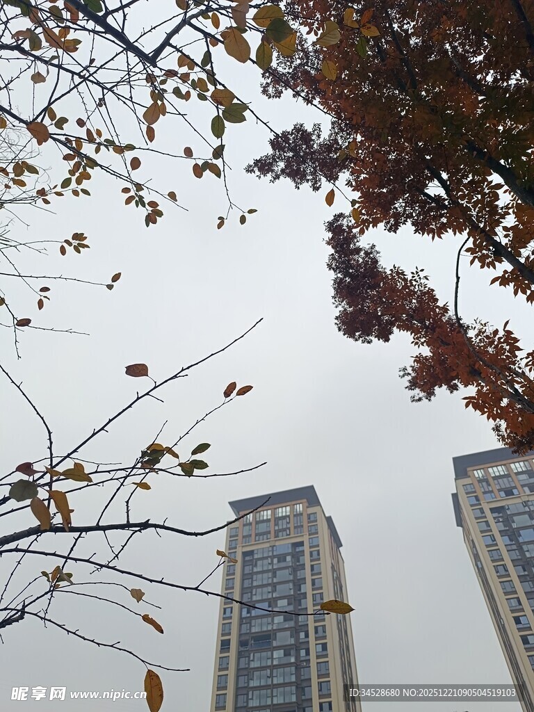 秋日树梢下的高楼景观