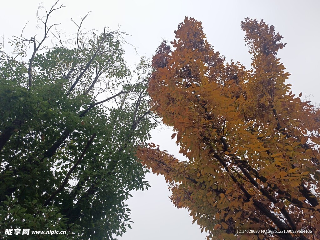 秋日双色树木景观