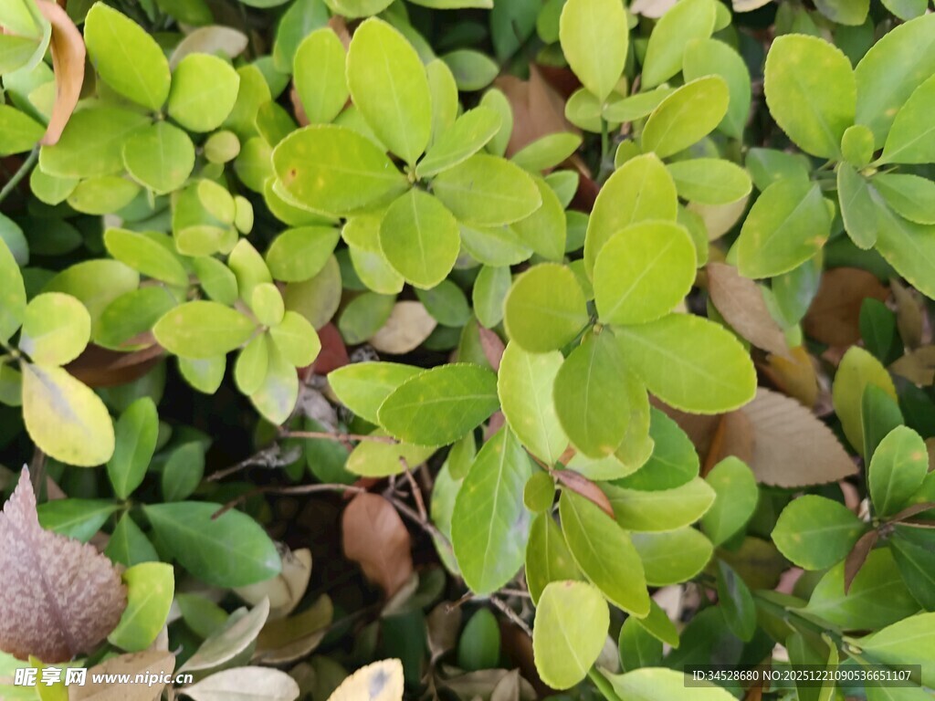 翠绿多彩的植物叶片