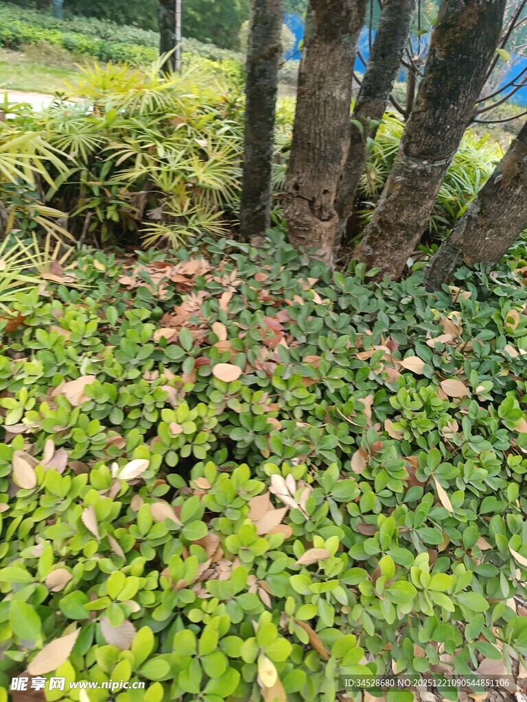 林间翠绿蔓生植物景观