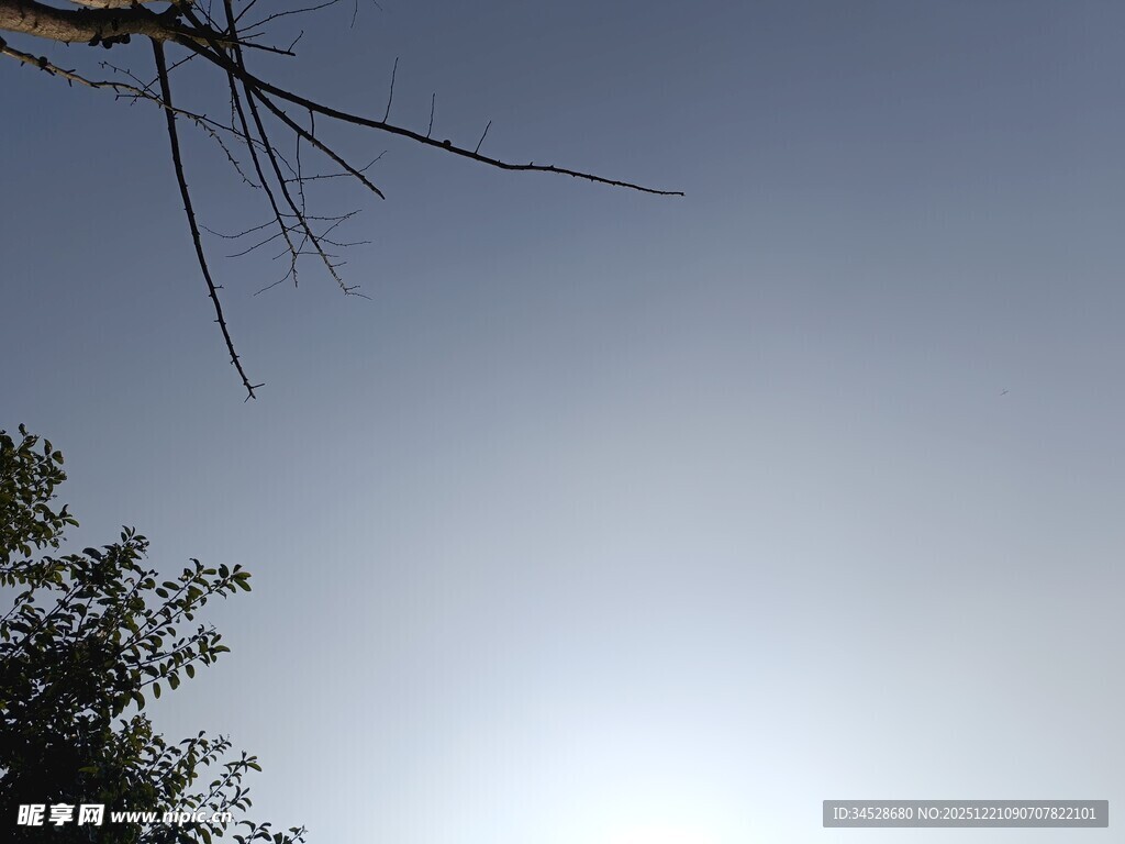 透过枝叶见晴朗天空