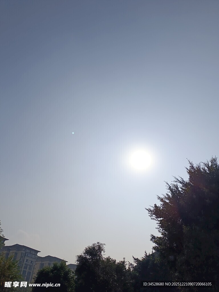 阳光下的树木景观