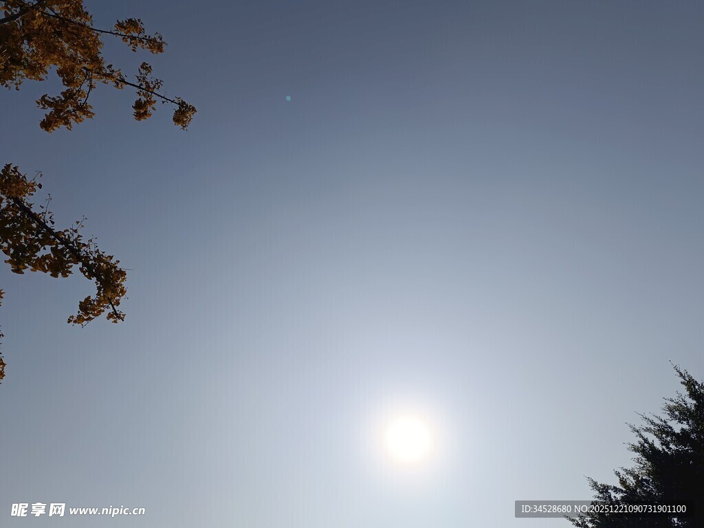 阳光下的树梢与蓝天