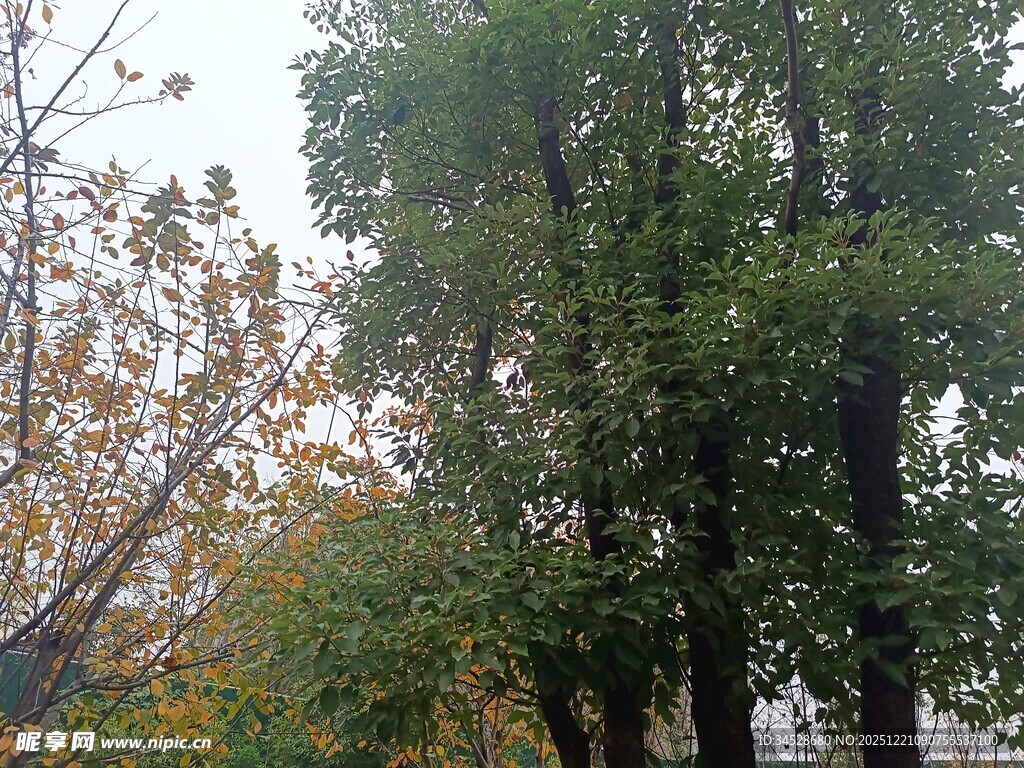 秋日繁茂树木景观