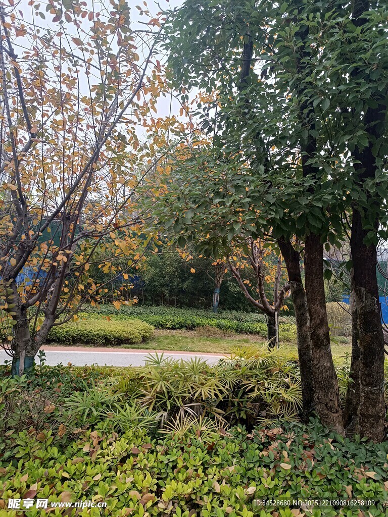 秋日公园静谧树林景致