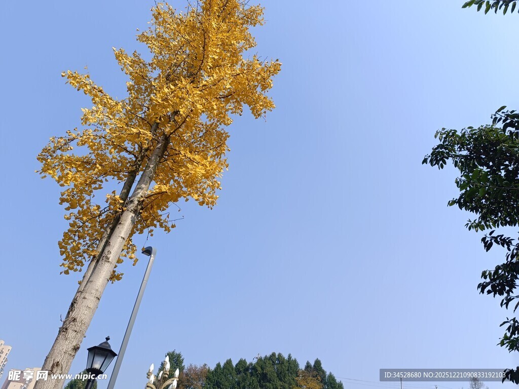 金黄银杏树傲立蓝天