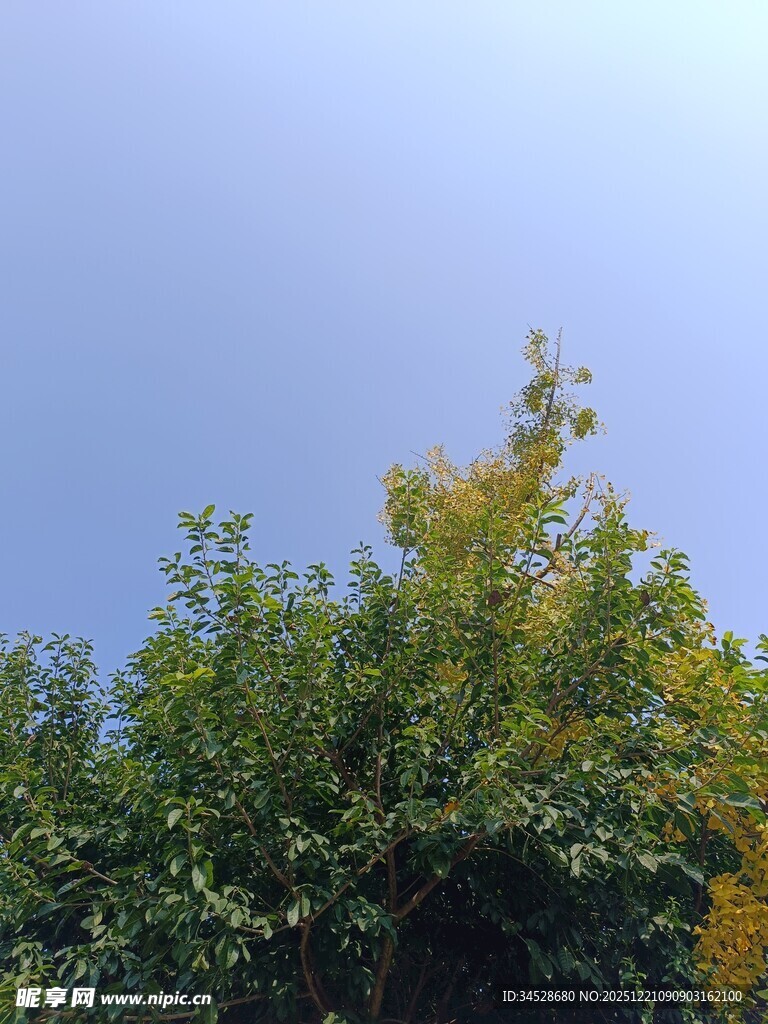 蓝天绿树间的自然景致