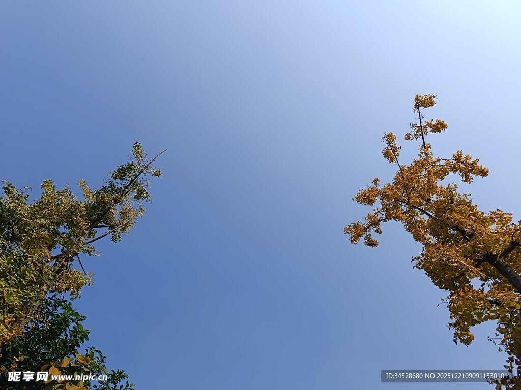 仰望秋日树梢蓝天美景