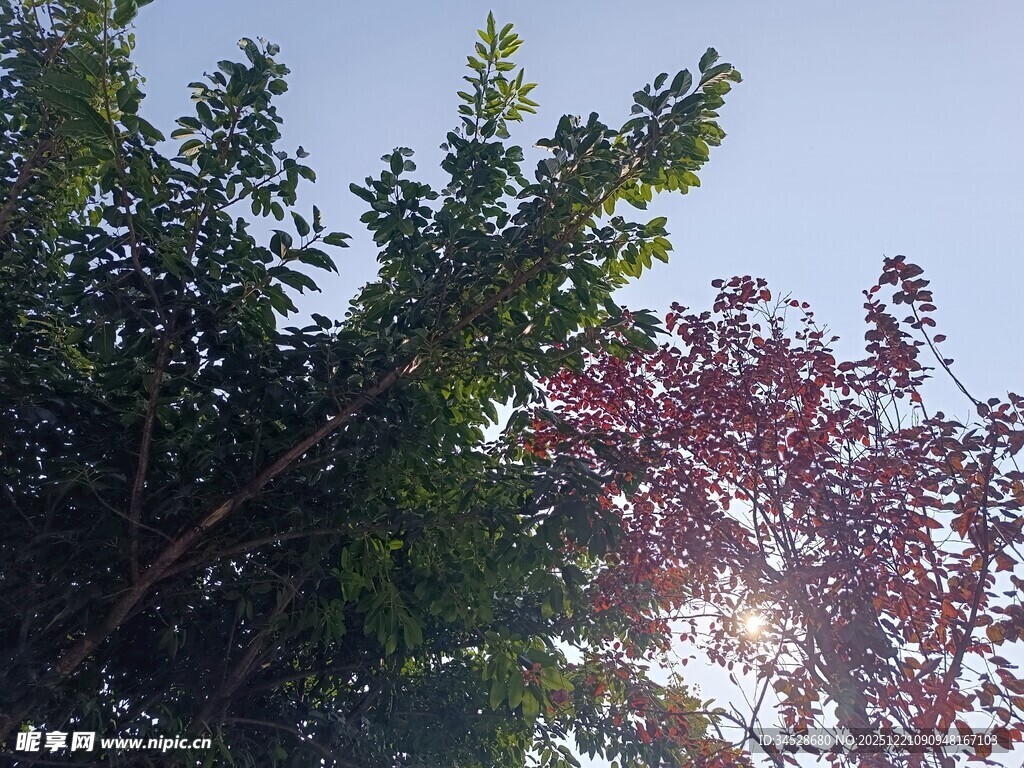 阳光下的绿树与繁花