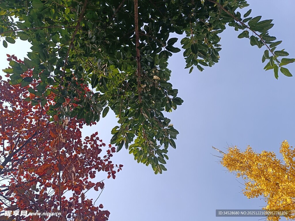 秋日多彩树冠仰望视角